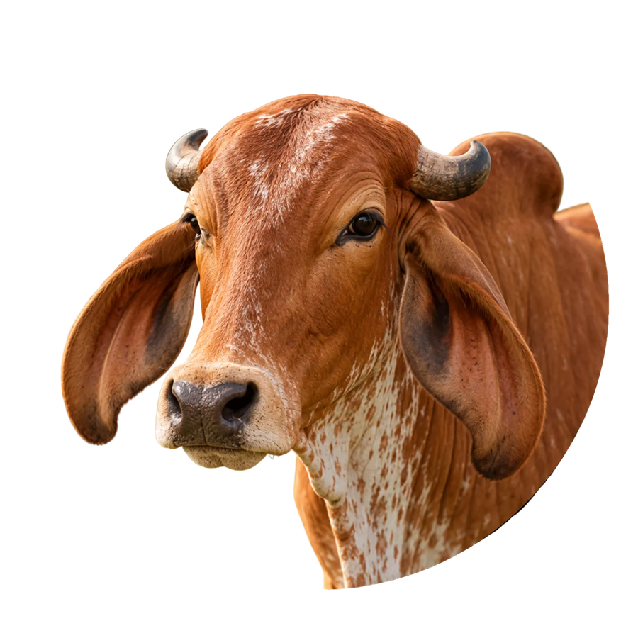 Gir Cow Sourced